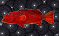 Coral Trout - Glossy Art Print