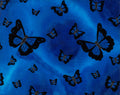 Ulysess Butterfly - Glossy Art Prints